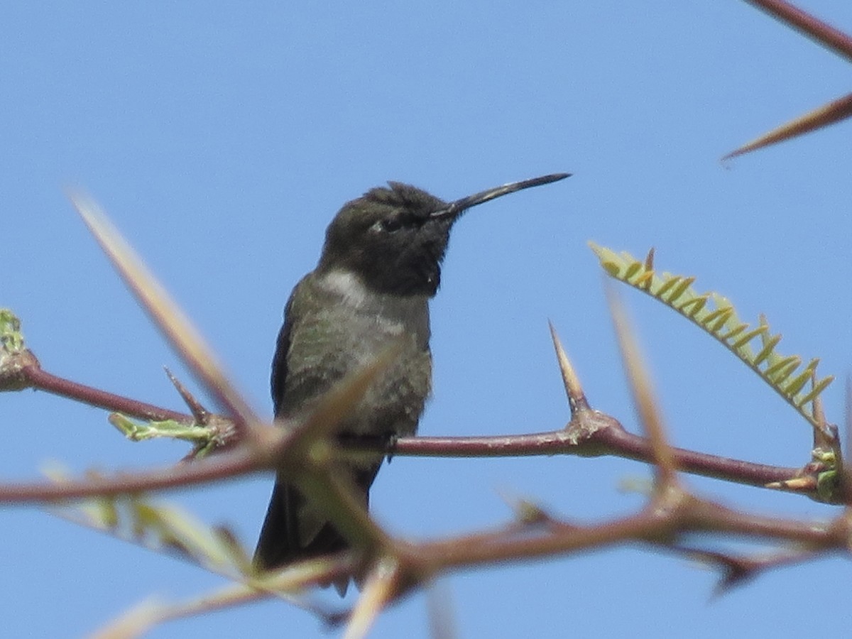 Black-chinned Hummingbird - ML617626598