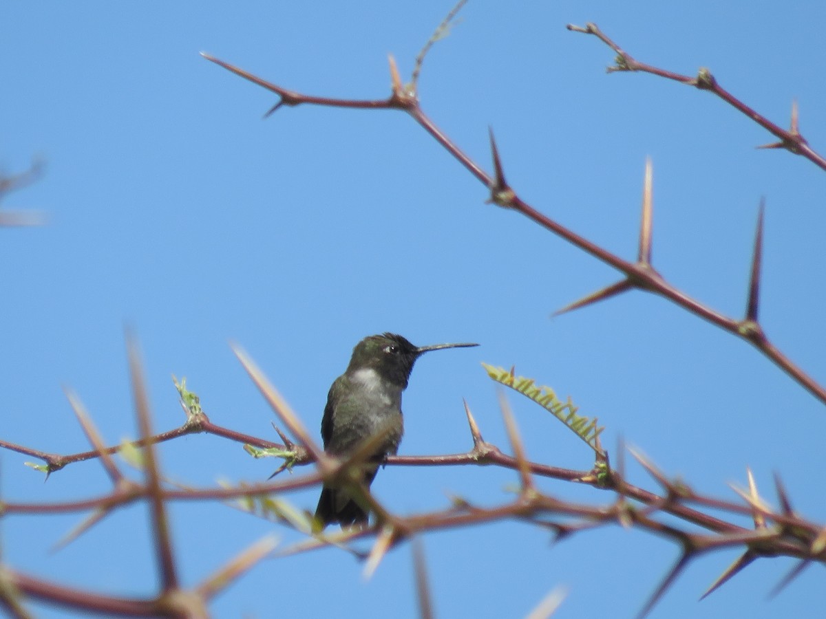 Black-chinned Hummingbird - ML617626599