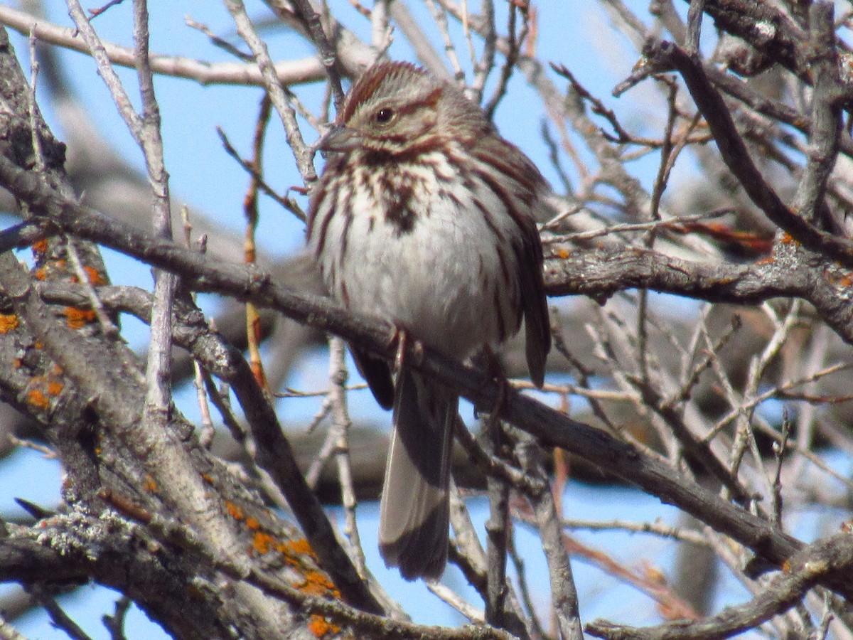 Song Sparrow - Lance Rath