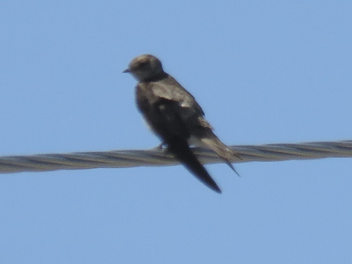 Northern Rough-winged Swallow - ML617626687