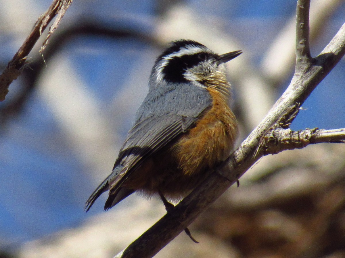 Red-breasted Nuthatch - ML617626694