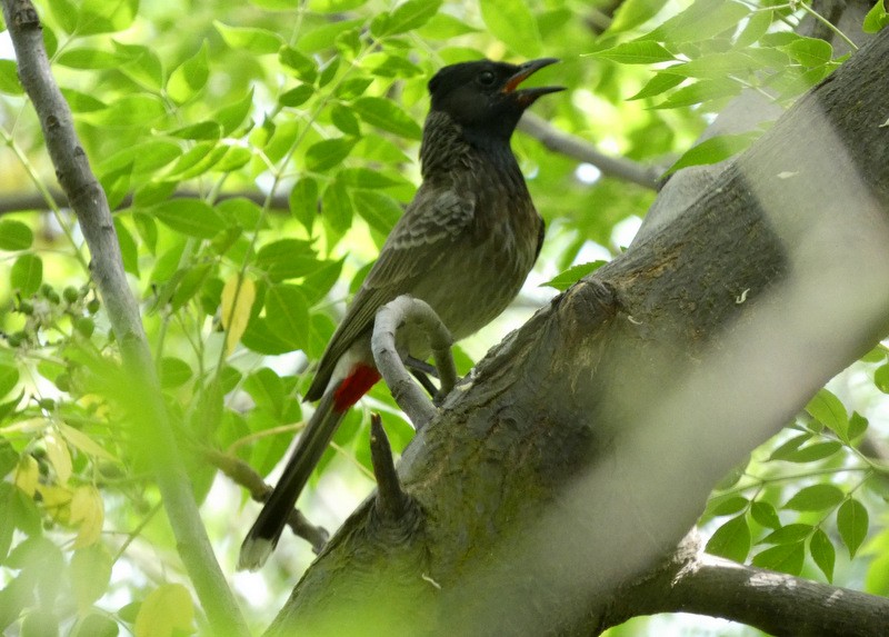 Red-vented Bulbul - ML617626714