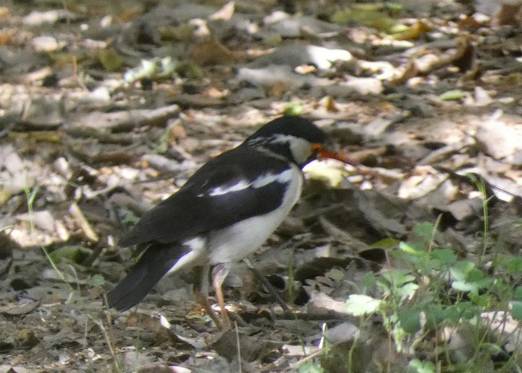 Indian Pied Starling - ML617626730