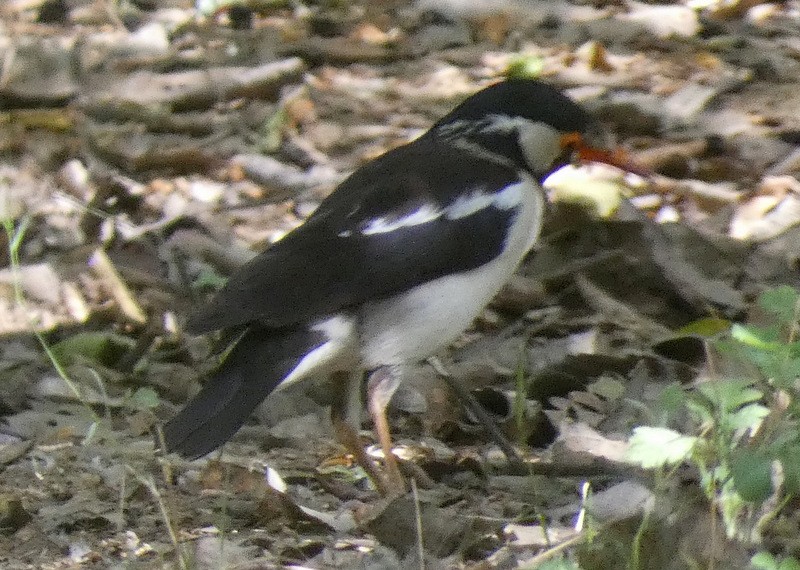 Indian Pied Starling - ML617626731