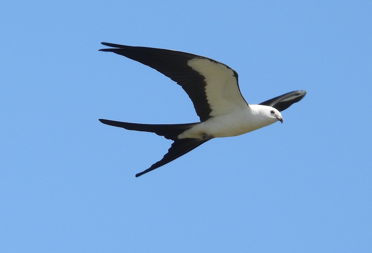Swallow-tailed Kite - ML617626734