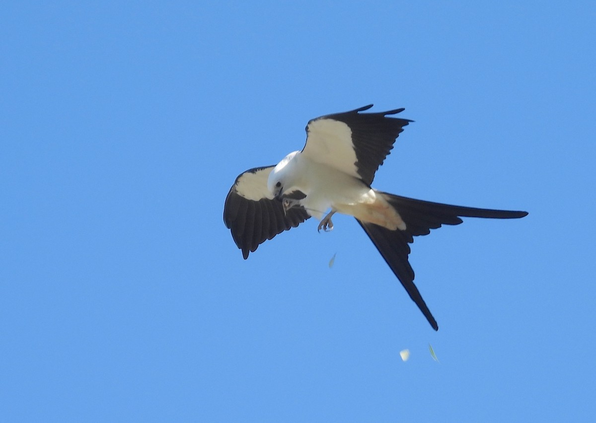 Swallow-tailed Kite - ML617626737