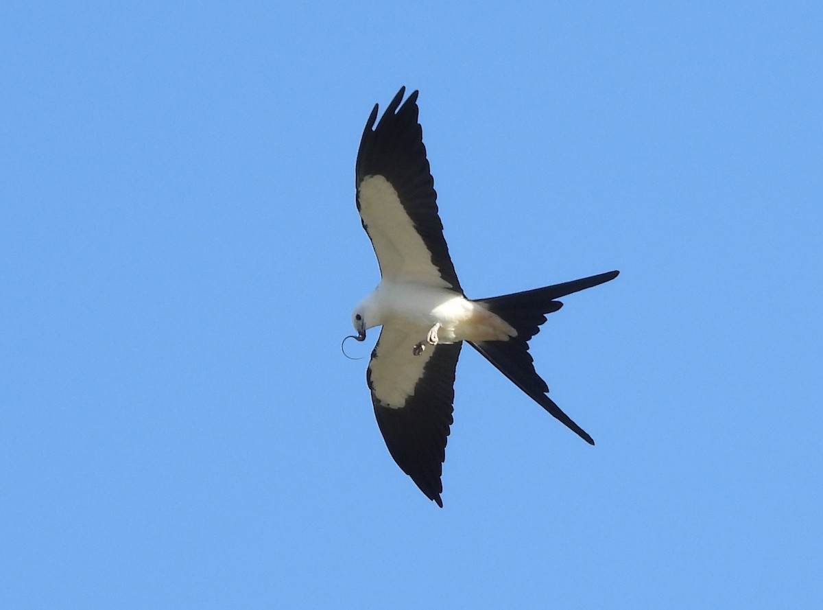 Swallow-tailed Kite - ML617626741