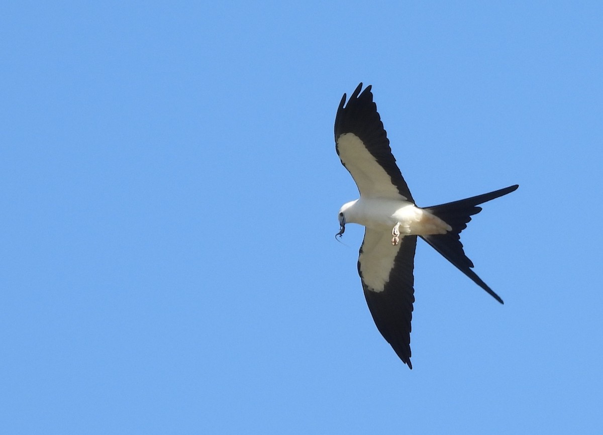 Swallow-tailed Kite - ML617626743