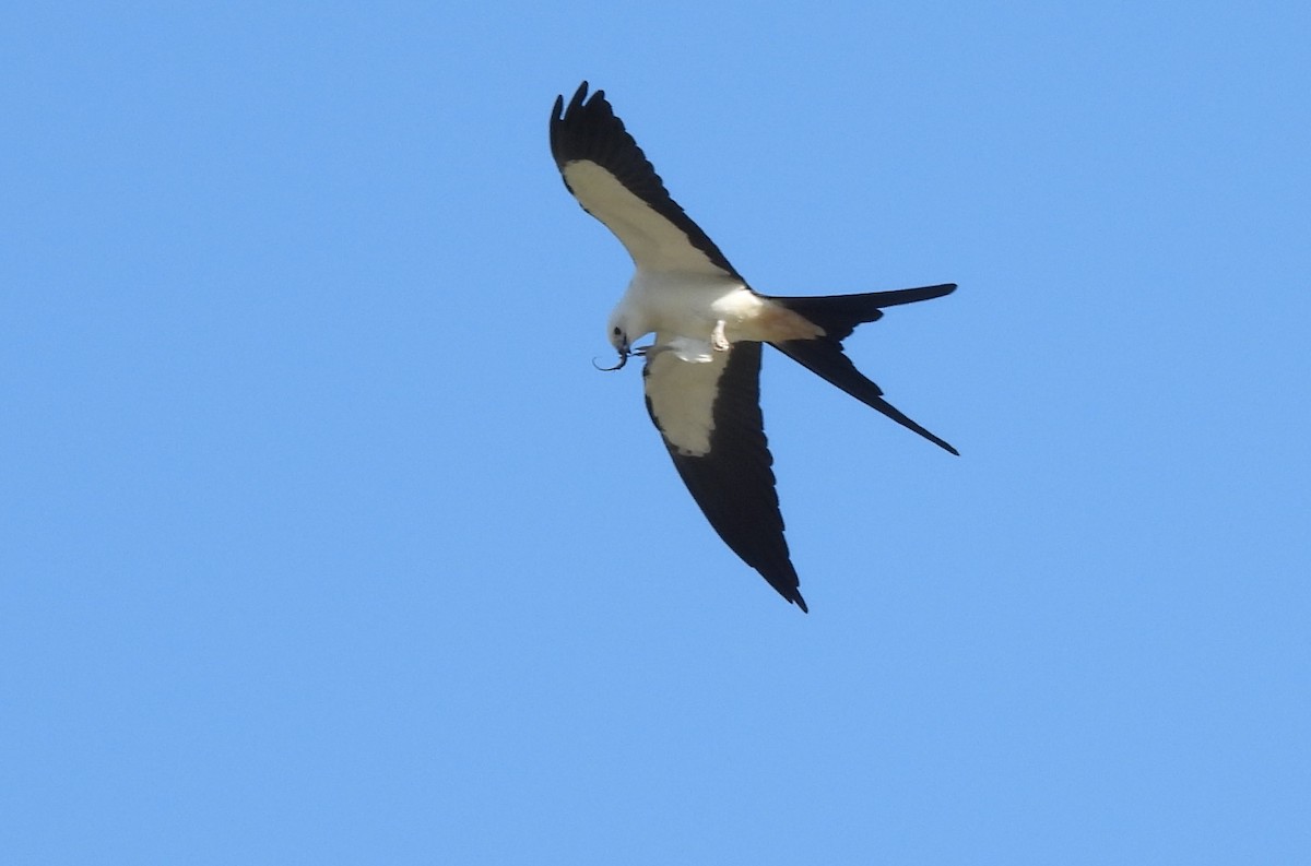 Swallow-tailed Kite - ML617626746
