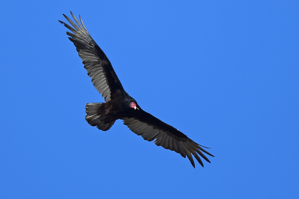 Turkey Vulture - ML617626749