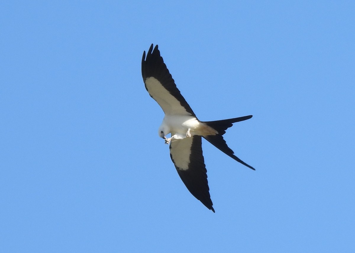 Swallow-tailed Kite - ML617626750