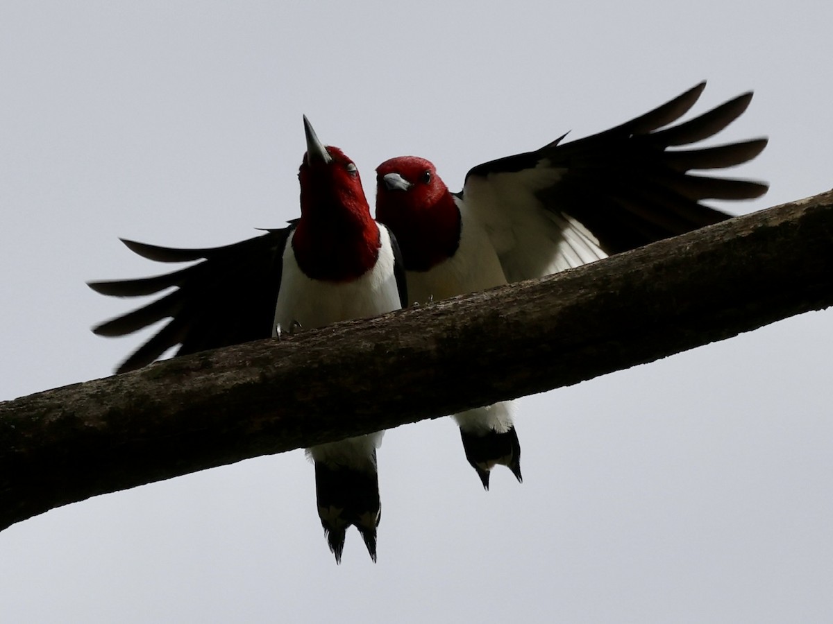 Red-headed Woodpecker - ML617626755