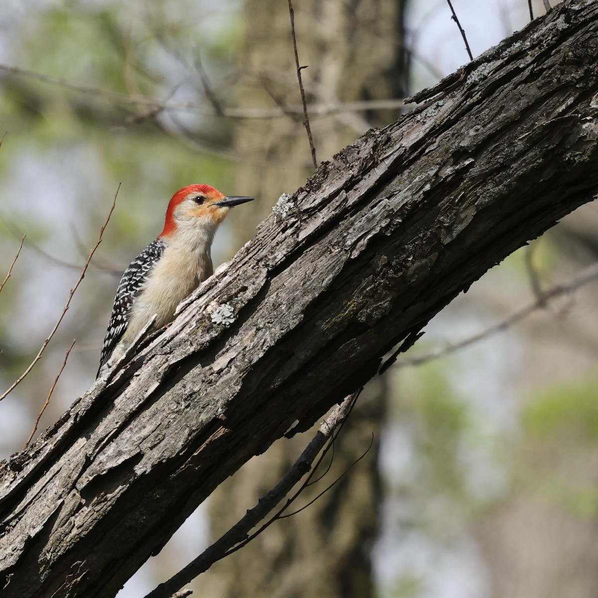 Red-bellied Woodpecker - ML617626792