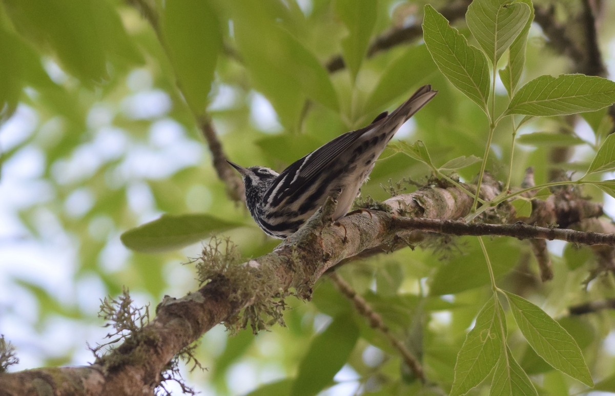 Black-and-white Warbler - ML617626853