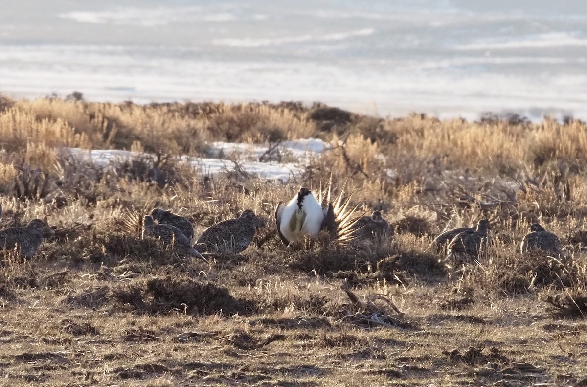 Greater Sage-Grouse - ML617626976