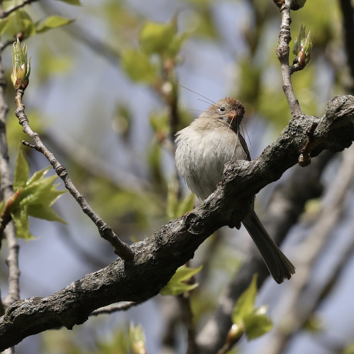 Field Sparrow - Michael Burkhart