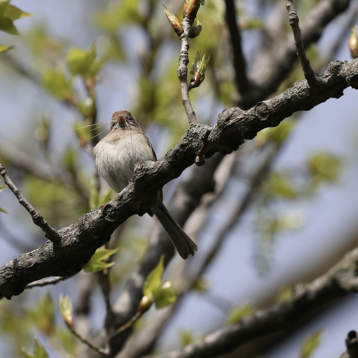 Field Sparrow - ML617626994
