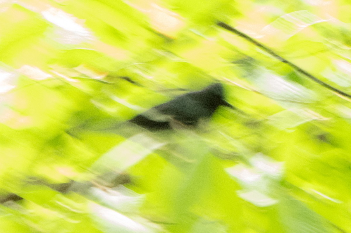Black-throated Blue Warbler - Ashley T.