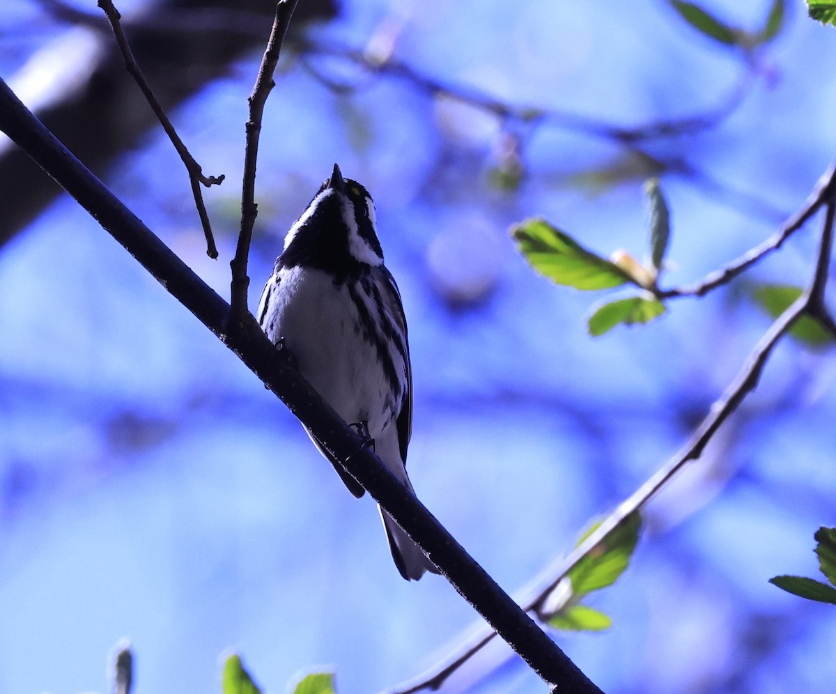 Black-throated Gray Warbler - ML617627096