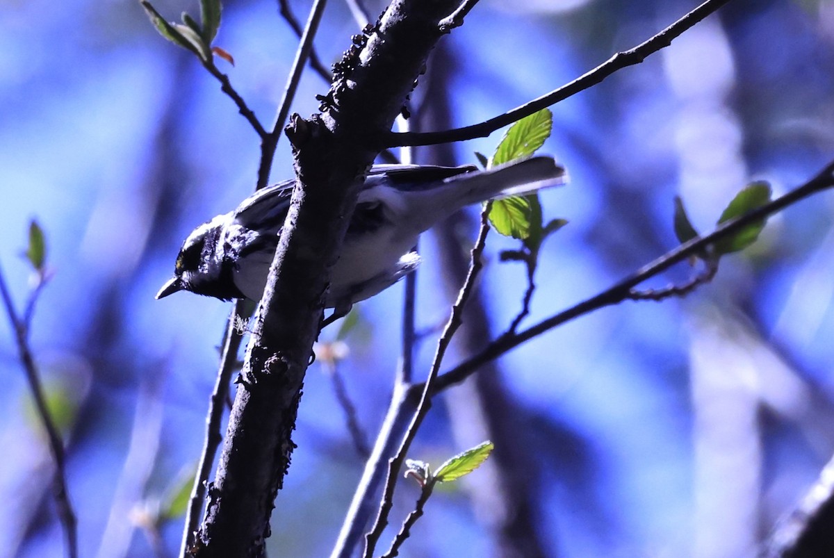 Black-throated Gray Warbler - ML617627097