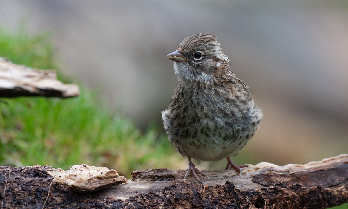 Rufous-collared Sparrow - ML617627109