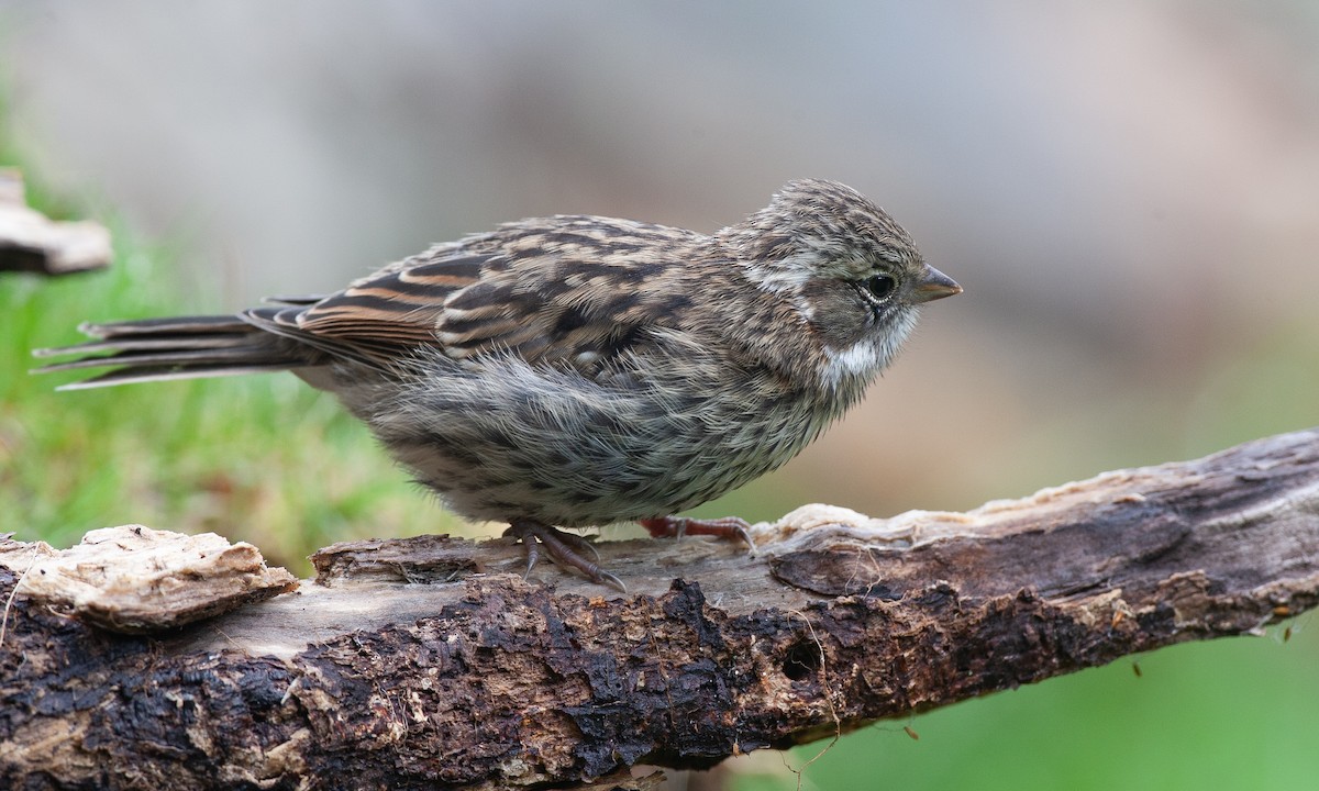 Rufous-collared Sparrow - ML617627110