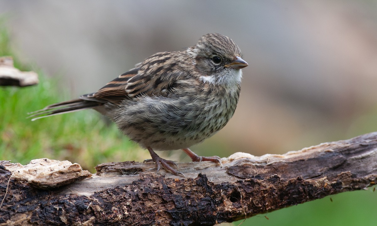 Rufous-collared Sparrow - ML617627111