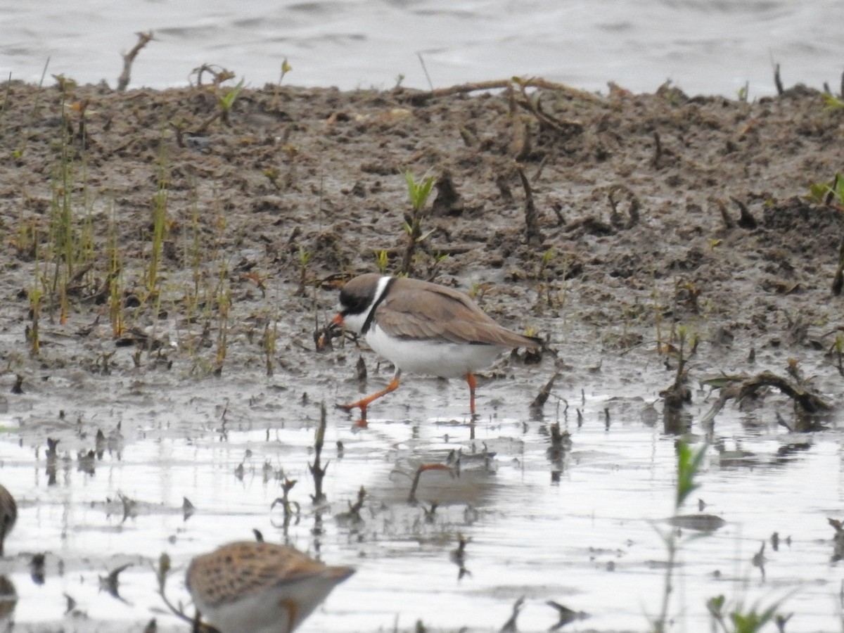 Semipalmated Plover - ML617627123