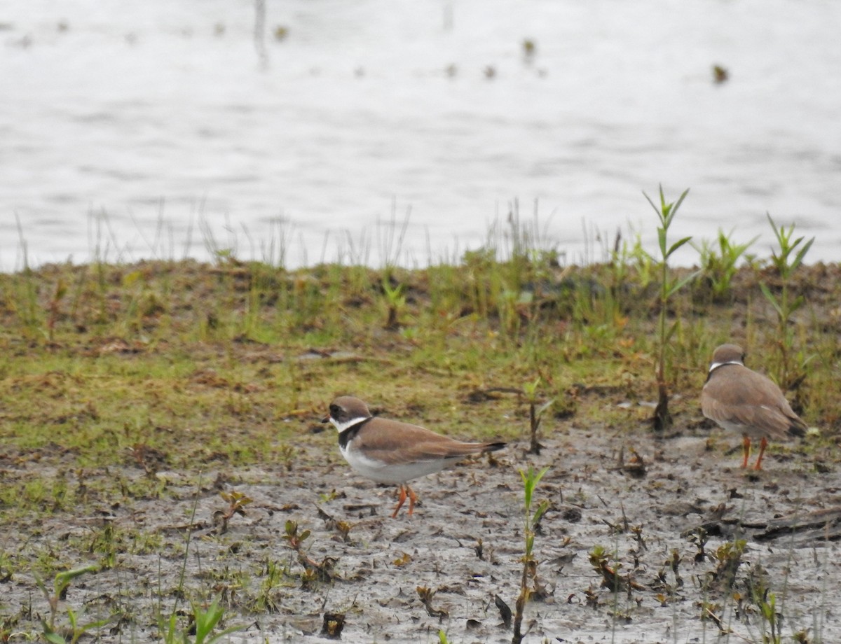 Semipalmated Plover - ML617627127