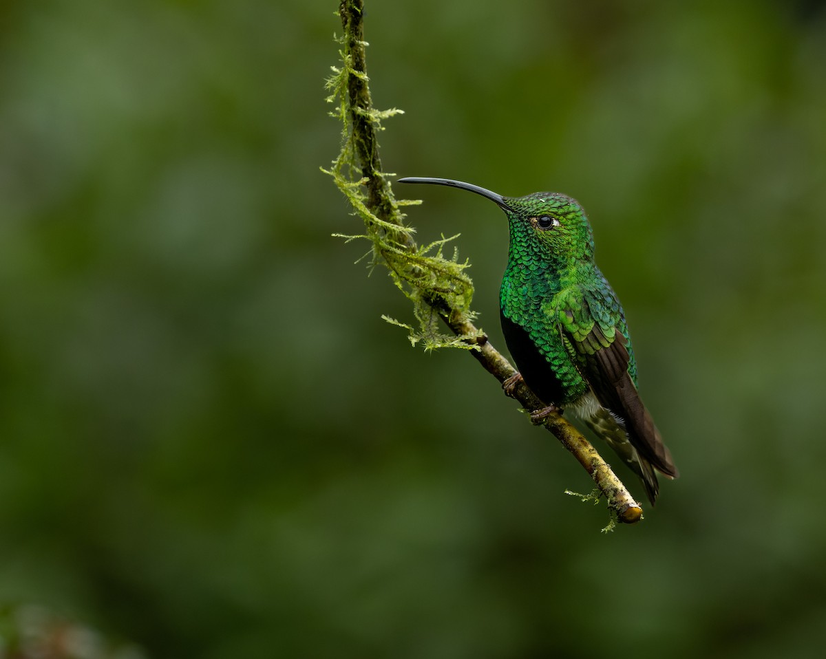 kolibřík aksamitový - ML617627140