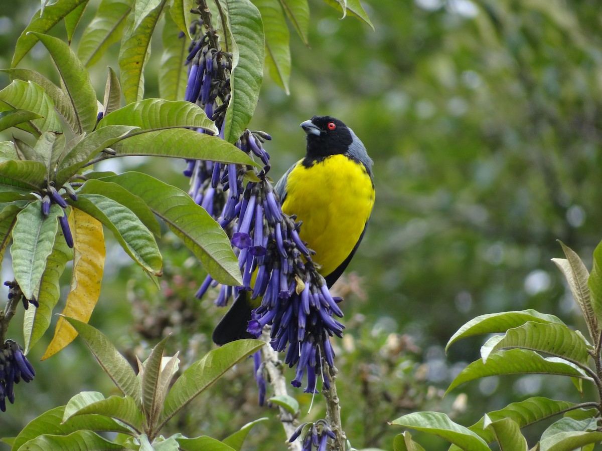 Hooded Mountain Tanager - ML617627162