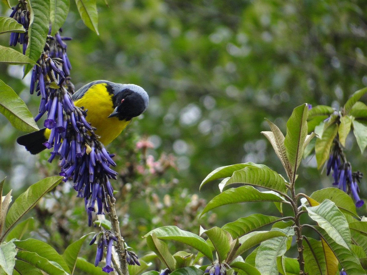 Hooded Mountain Tanager - ML617627163