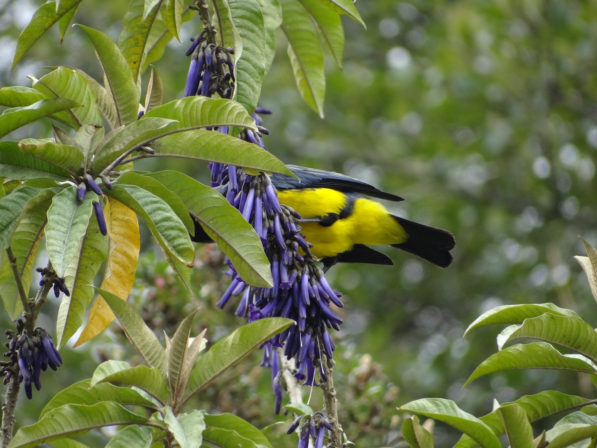 Hooded Mountain Tanager - ML617627164