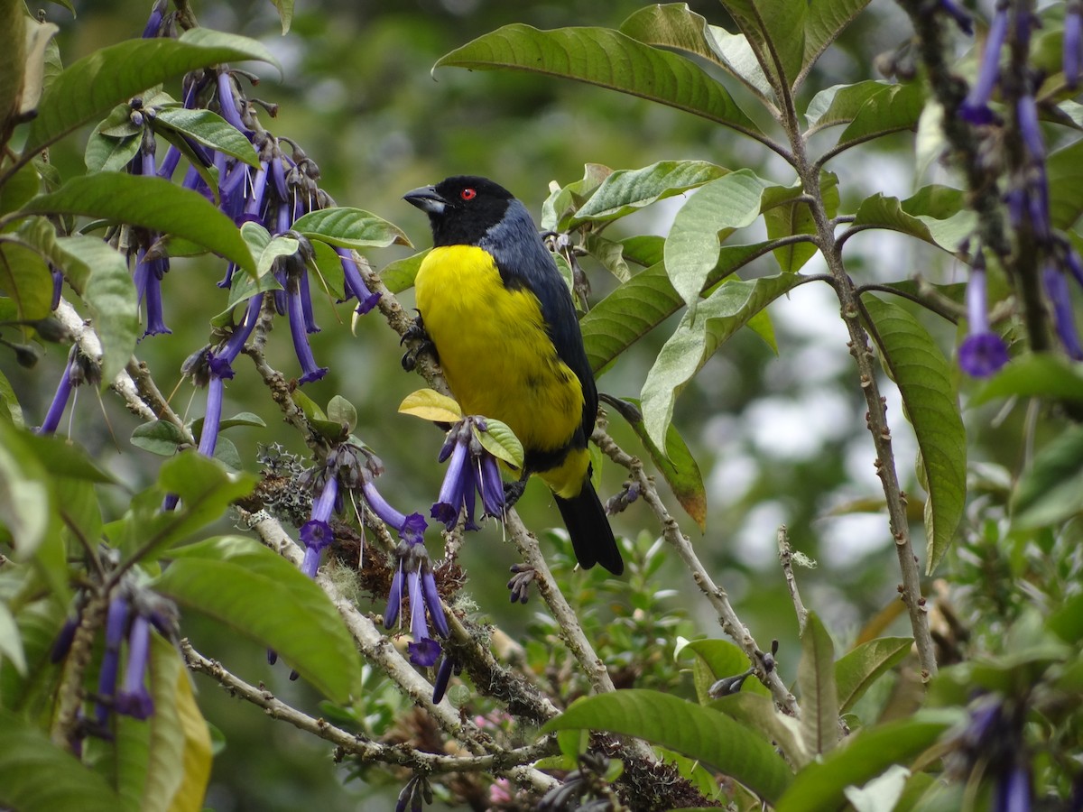 Hooded Mountain Tanager - ML617627165