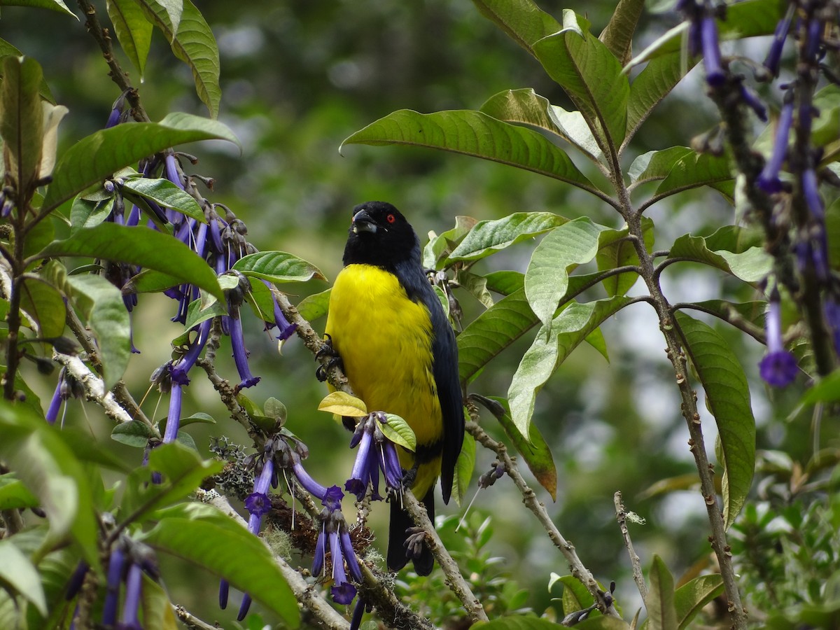 Hooded Mountain Tanager - ML617627169