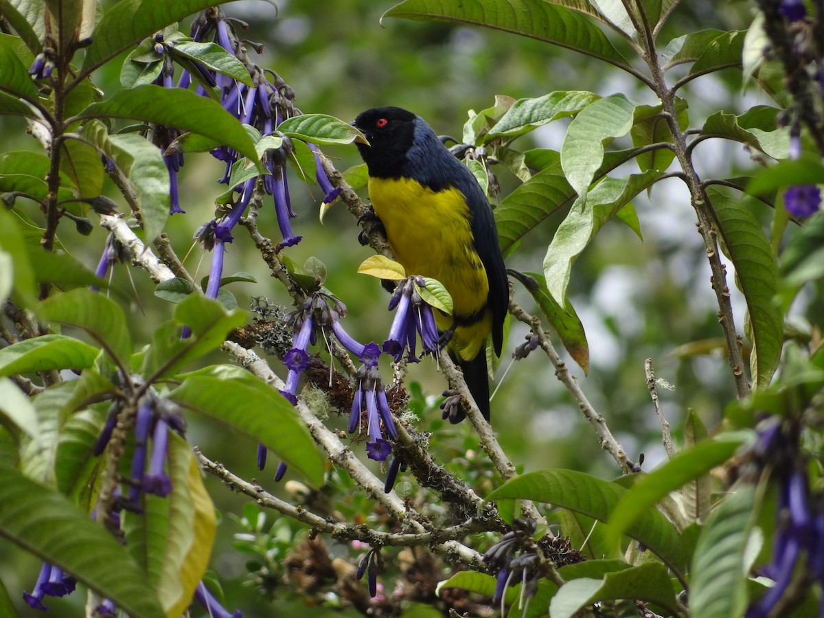 Hooded Mountain Tanager - ML617627170