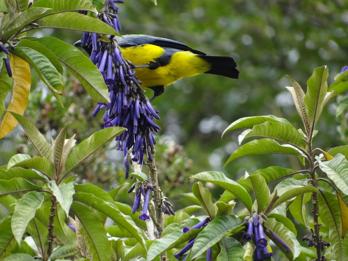 Hooded Mountain Tanager - ML617627171