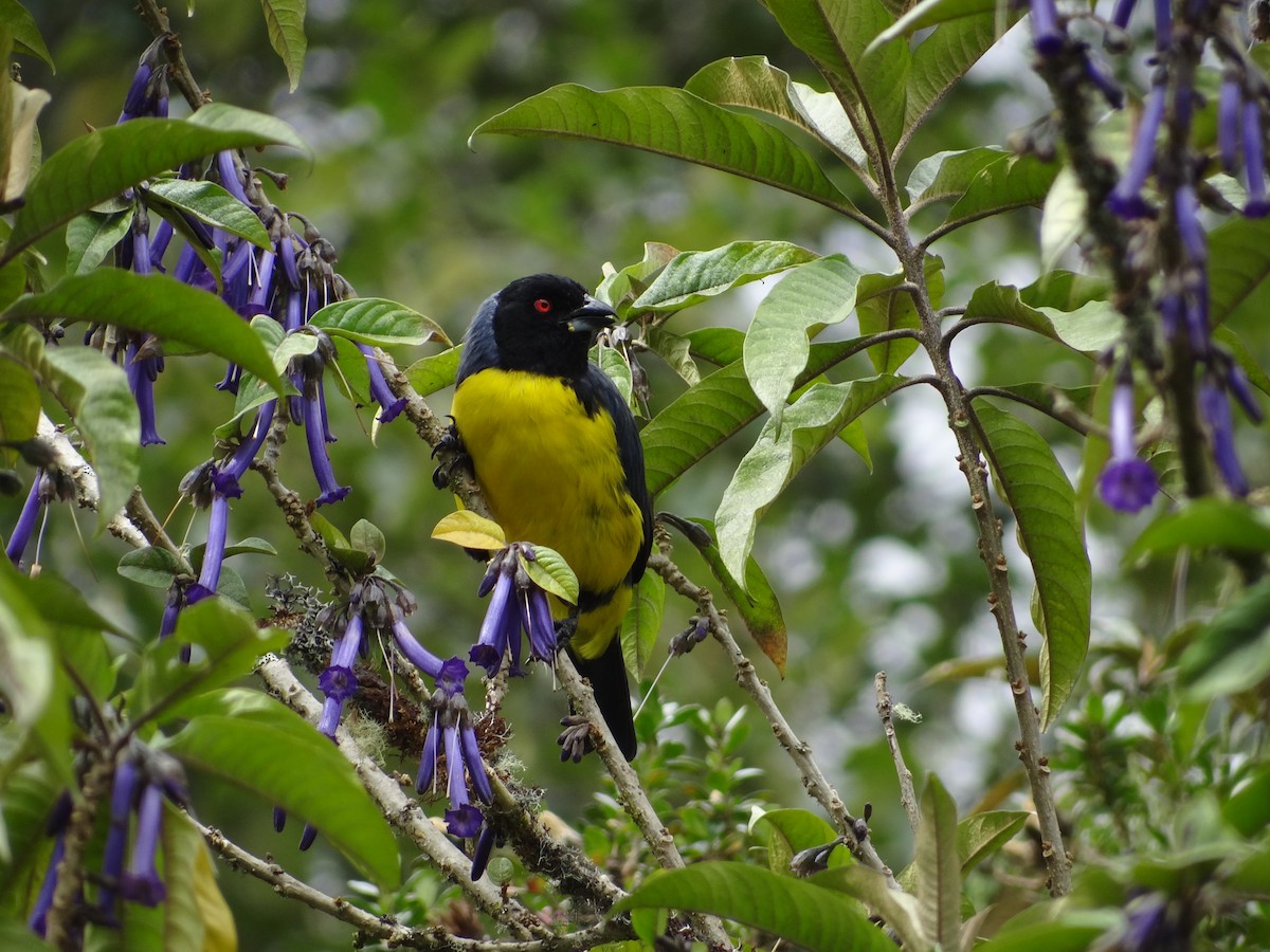 Hooded Mountain Tanager - ML617627172
