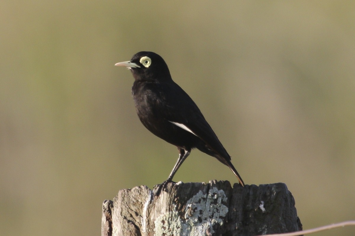 Spectacled Tyrant - ML617627237