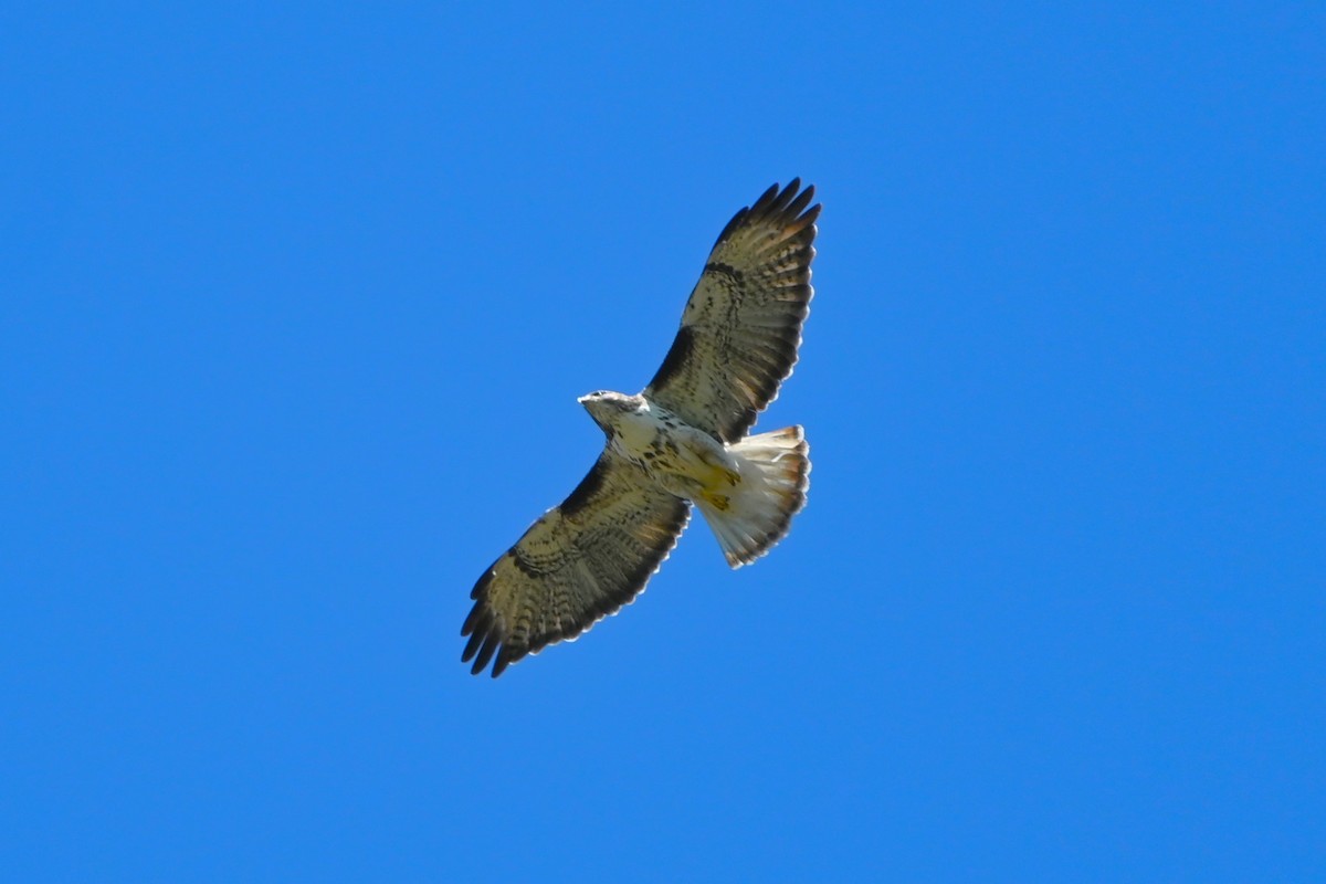Red-tailed Hawk (Harlan's) - ML617627246