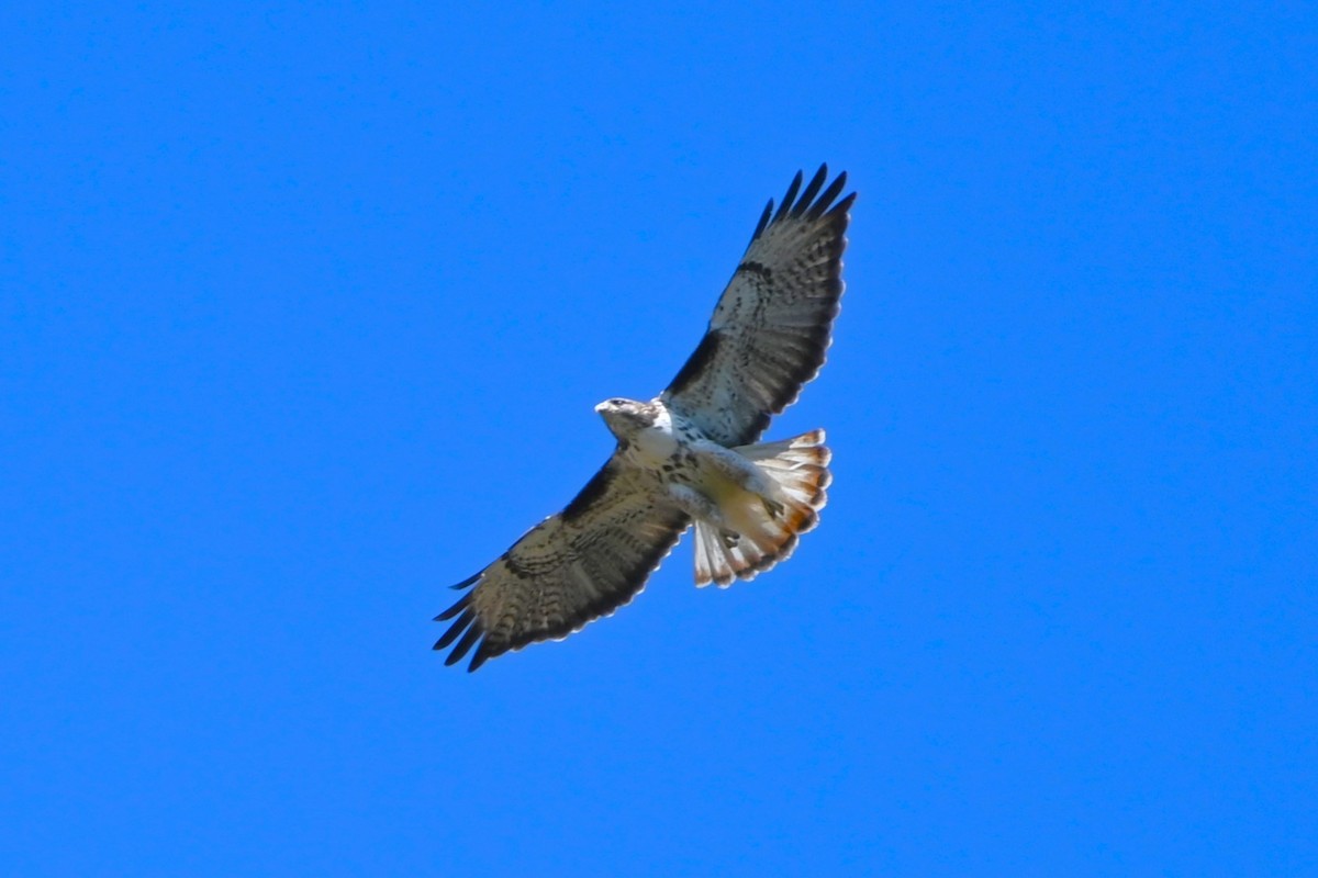 Red-tailed Hawk (Harlan's) - ML617627250