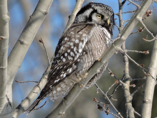 Northern Hawk Owl - ML617627314
