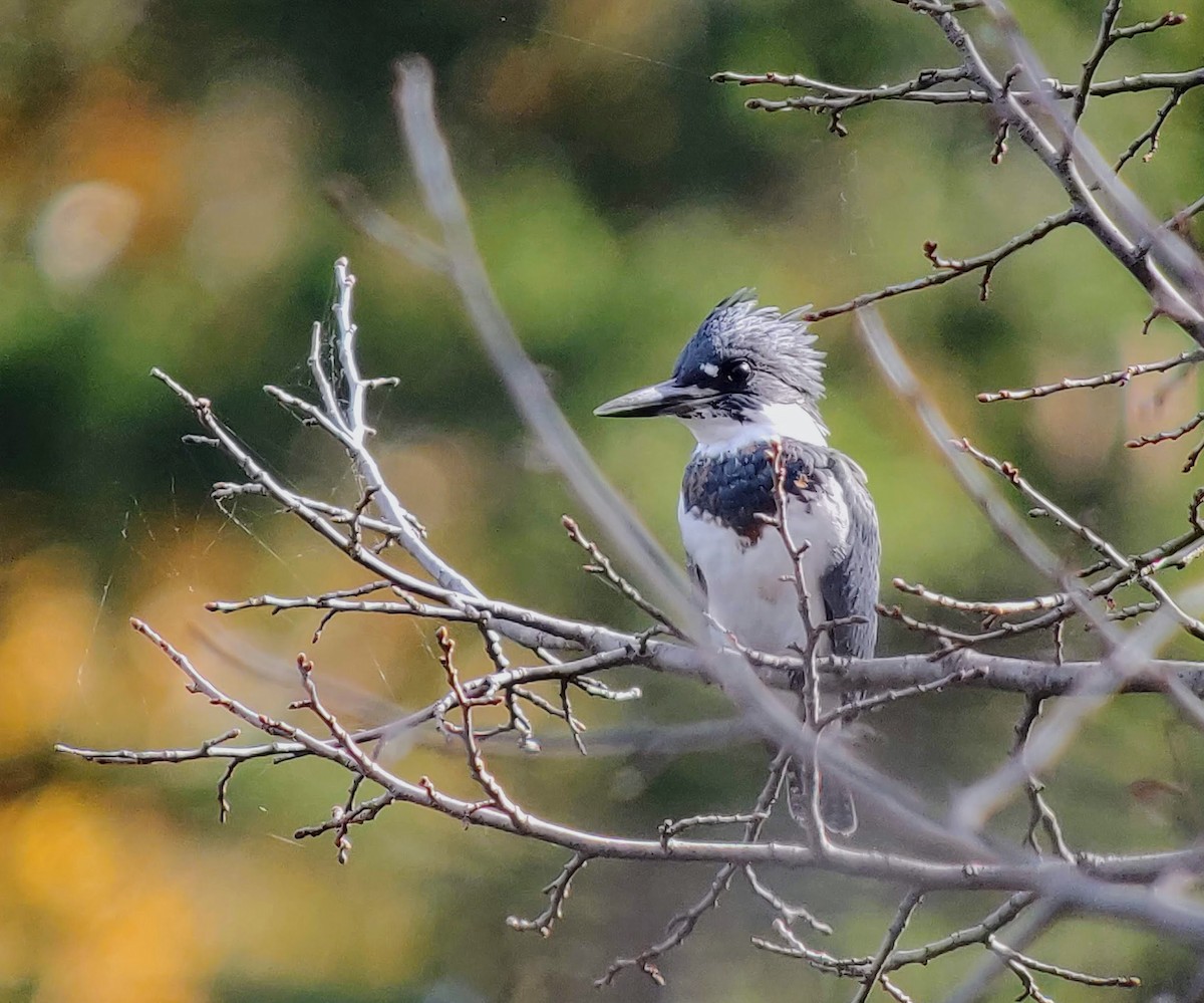 Belted Kingfisher - ML617627317