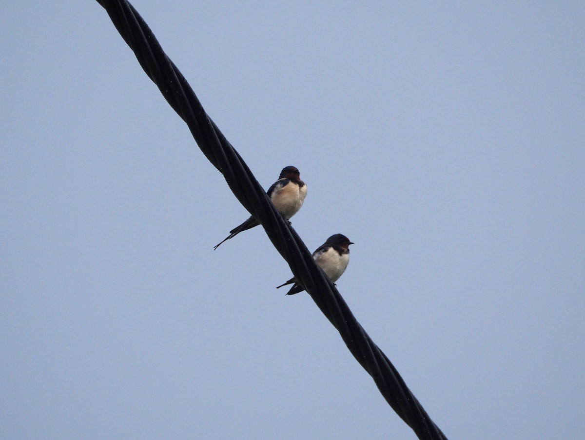 Barn Swallow (White-bellied) - ML617627420