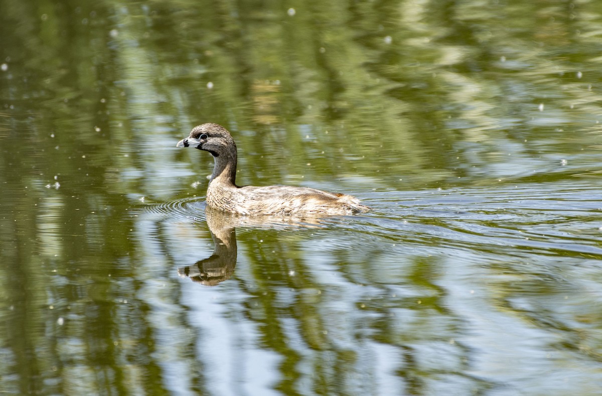 Pied-billed Grebe - Mary Bente