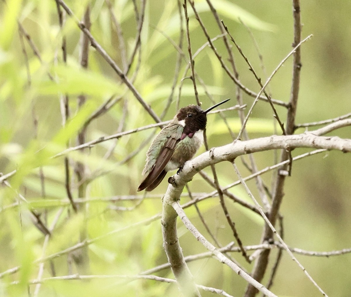 Costa's Hummingbird - ML617627433