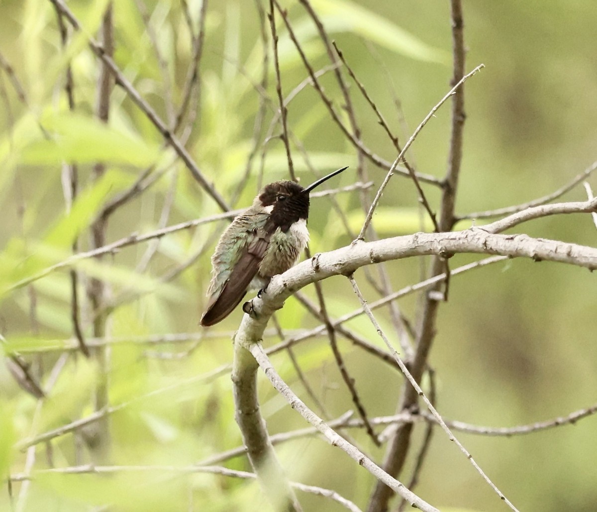 Costa's Hummingbird - ML617627434
