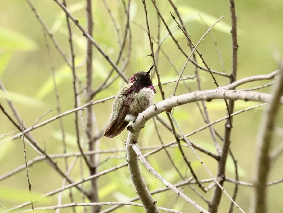 Costa's Hummingbird - Millie and Peter Thomas