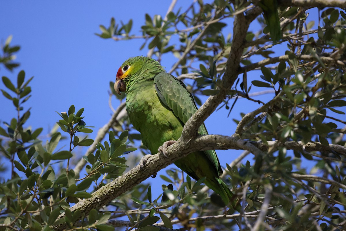 Red-lored Parrot - ML617627475