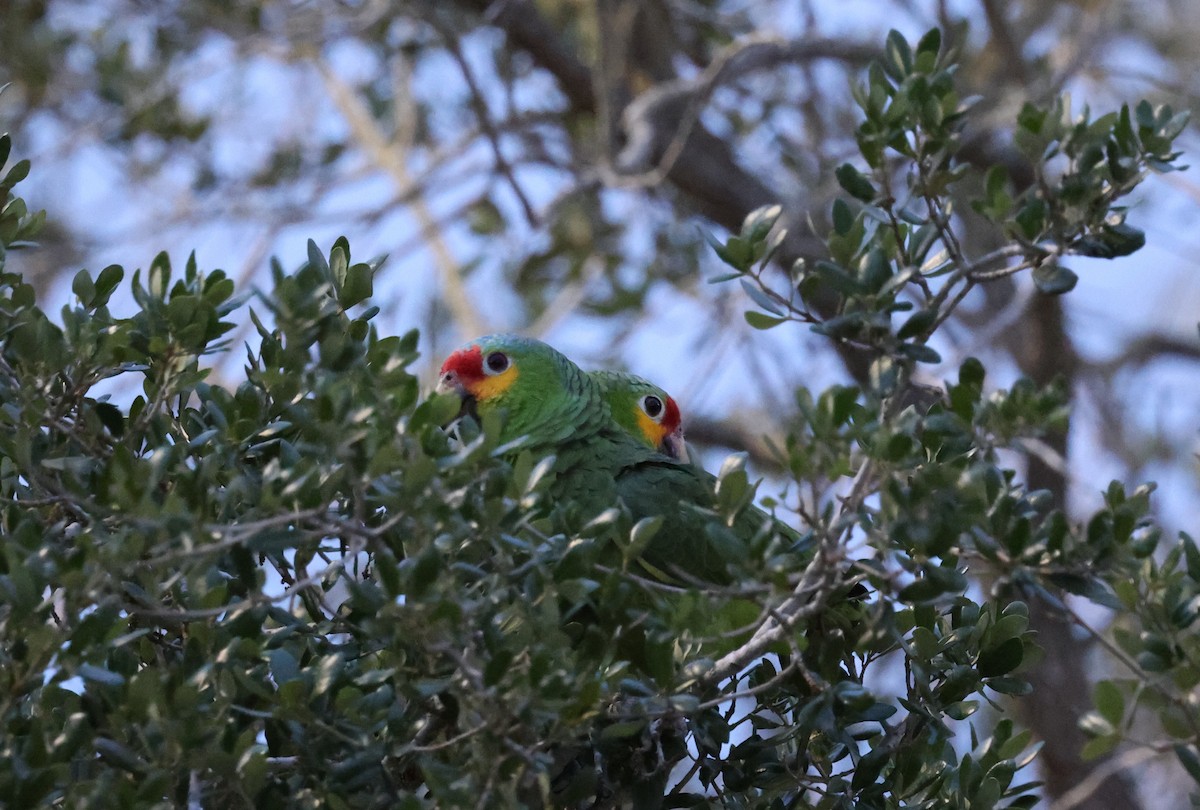 Red-lored Parrot - Michael Willison